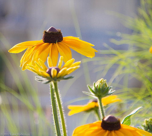 Sunflowers, Garden of the Notre Dame