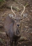 Tame deer stag, Nara&nbsp;Park