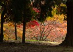 Autumn Colours in Nara&nbsp;Park