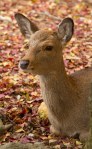 Tame doe and autumn colours, Nara&nbsp;Park
