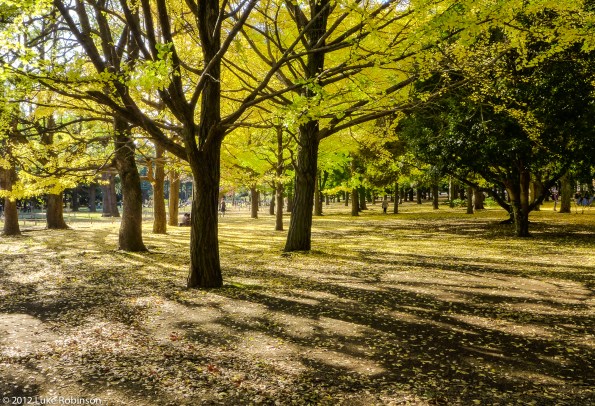 Gingko trees beginning to drop, Yoyogi Park