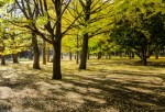 Gingko trees beginning to drop, Yoyogi&nbsp;Park