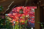 Shrine and autumn colours, Ueno&nbsp;Park