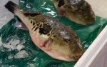 Deadly fugu (blowfish), Tsukiji Fish&nbsp;Market