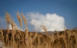Tall Grasses on Mount&nbsp;Aso