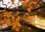 Autumn colours and the Golden Pavilion,&nbsp;Kyoto