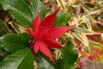 Fallen maple leaf at Koto-in Temple,&nbsp;Kyoto