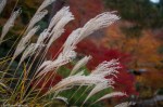 Tall grasses, garden of the Tenryuji Temple,&nbsp;Kyoto