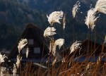 Tall grasses and gassho-zukuri farmhouses, Ogimachi,&nbsp;Shirakawa-g