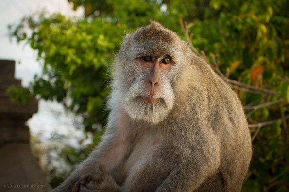 Macaque, Uluwatu, Bali